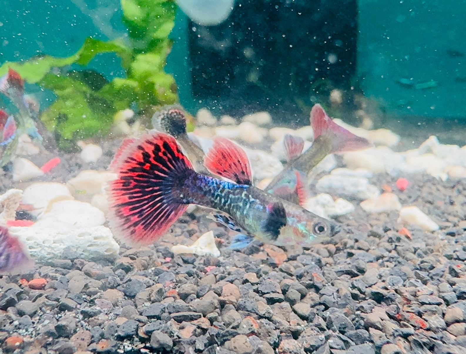 Guppy - Dumbo Dragon