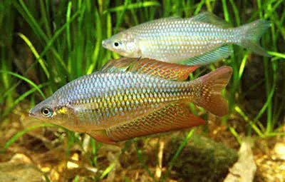 Mel. Splendida Rainbow (Eastern Rainbow fish) 8cm Micro Aquatic Shop