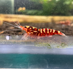Cardina Shrimp -Red Galaxy Snowflake (High Grade) Micro Aquatic Shop