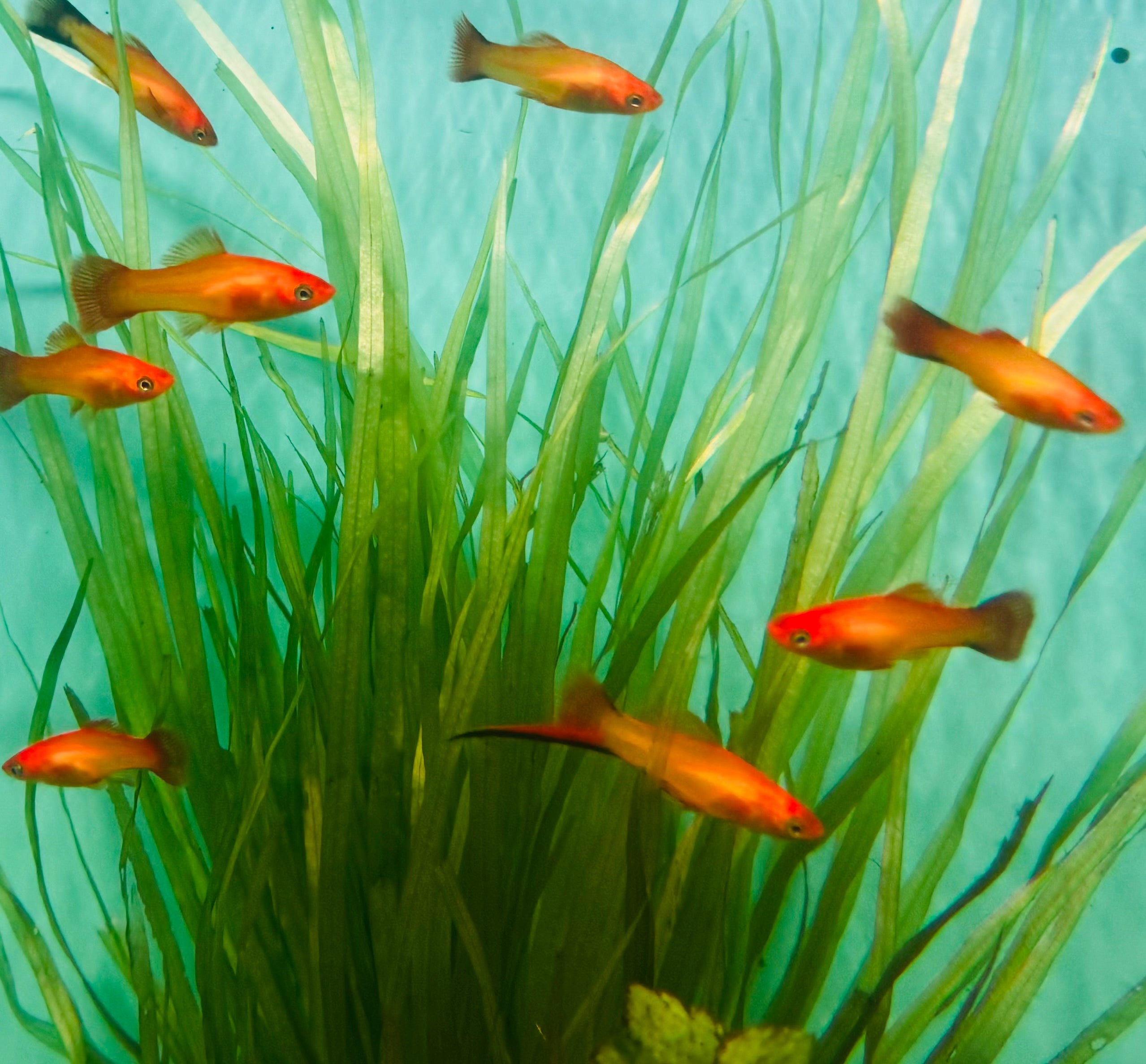 Swordtail - Sunset Micro Aquatic Shop