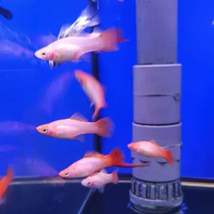 Swordtail - Pink Blushing Cheek (Xiphophorous hellerii) Micro Aquatic Shop