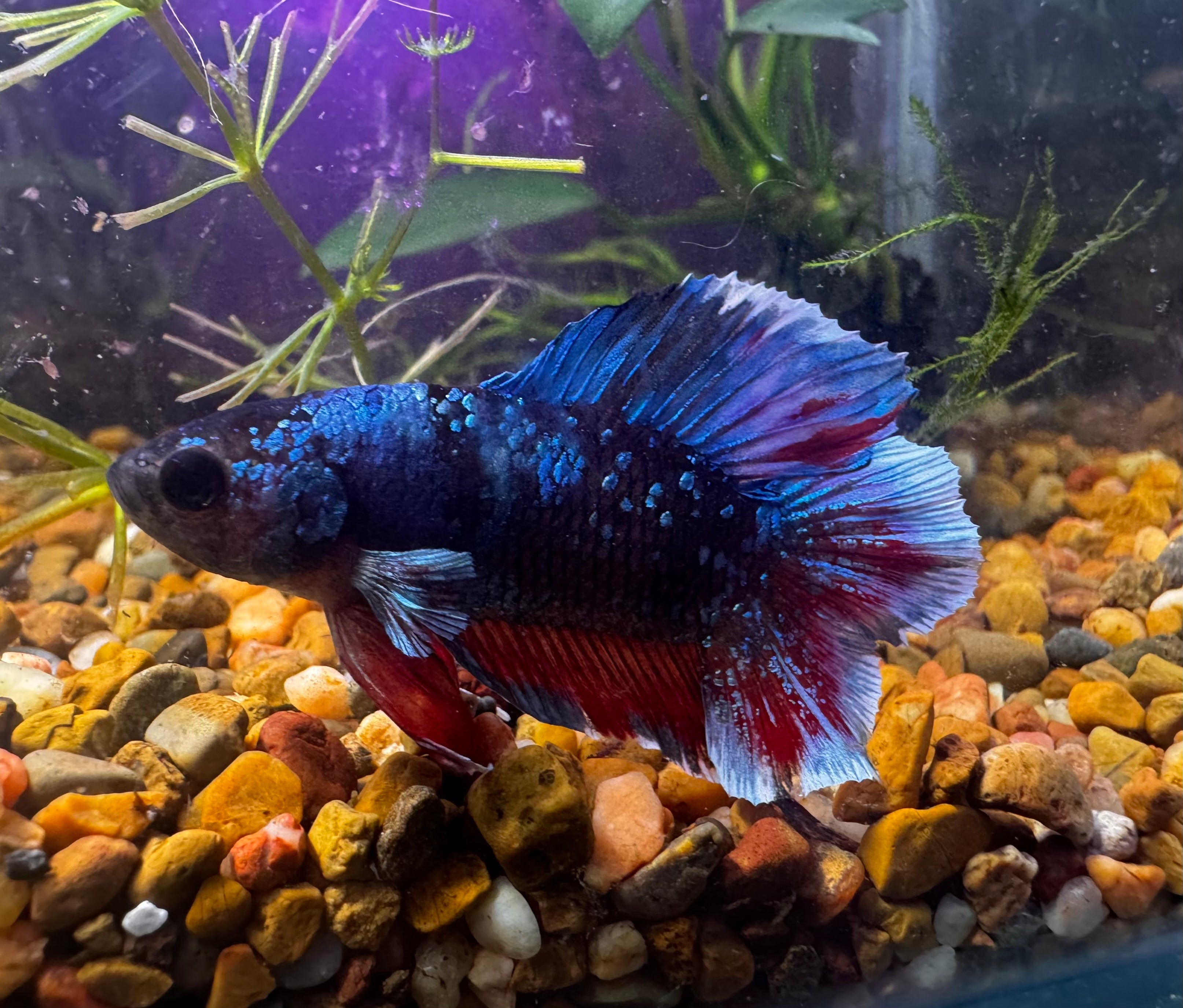 Premium Double Tail Male Betta D1