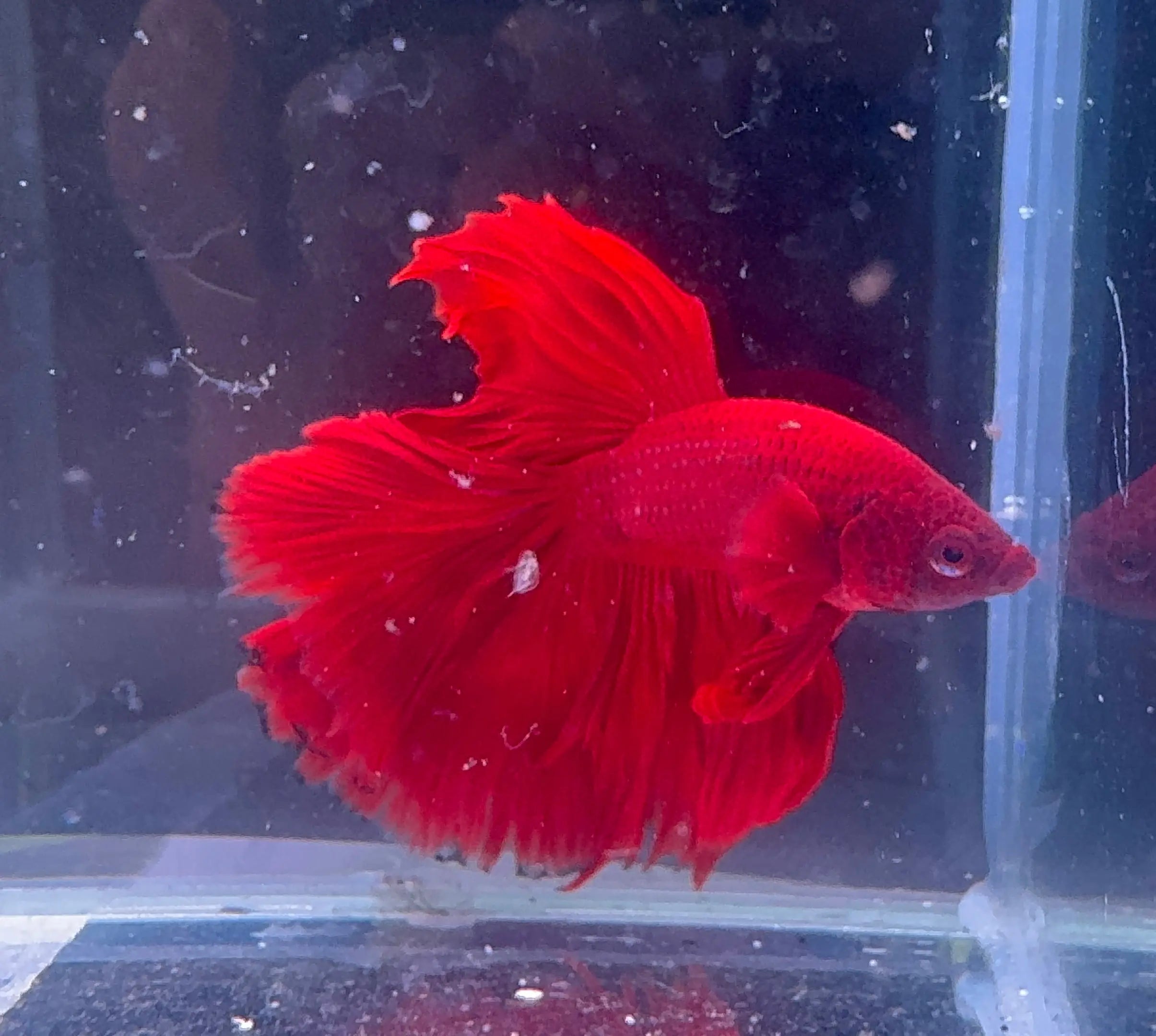 Betta Male - A Grade Half Moon Red Rose Micro Aquatic Shop