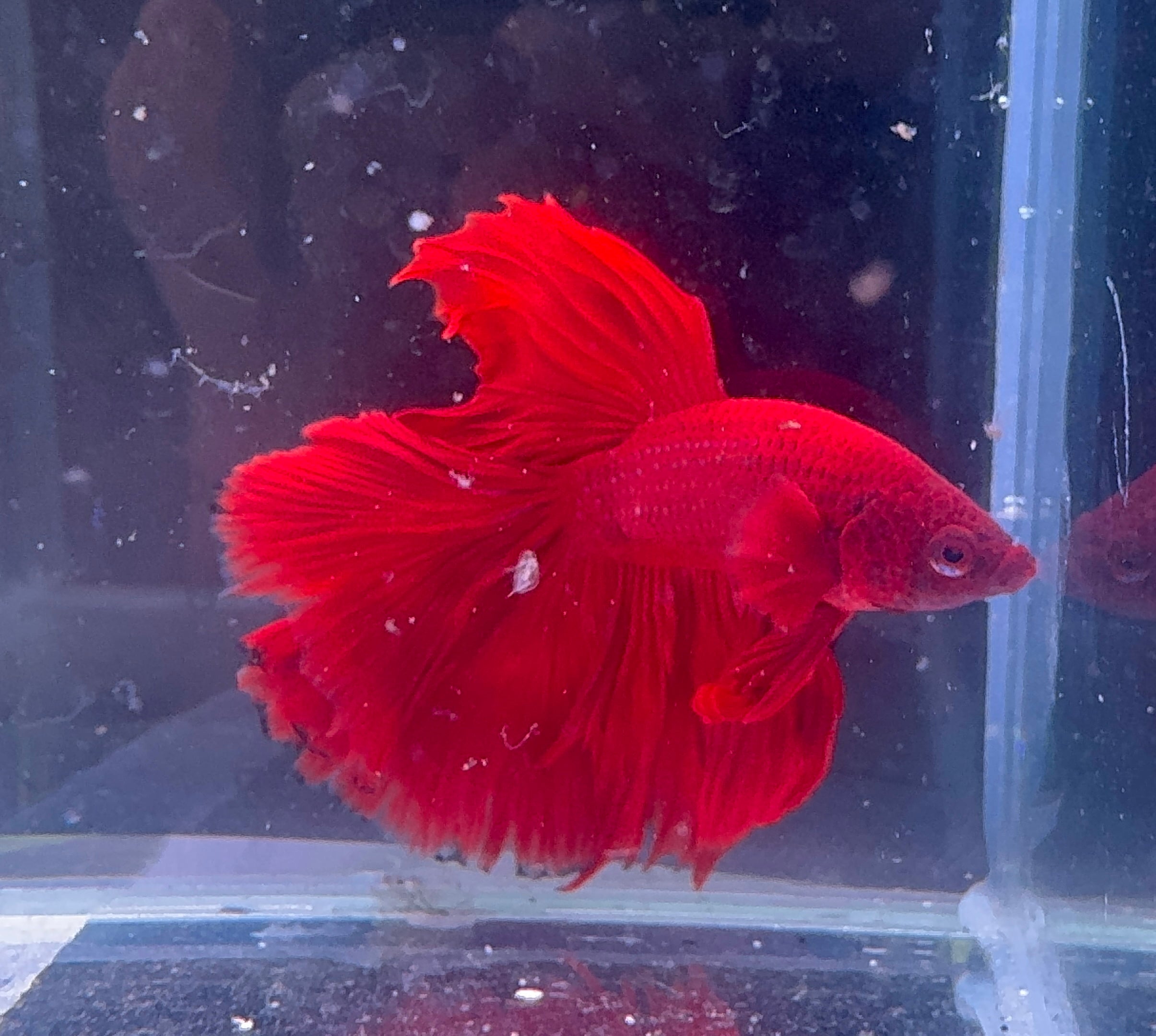 Betta Male - A Grade Half Moon Red Rose