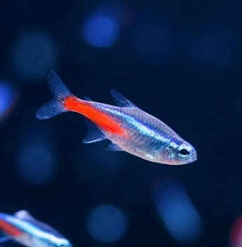 FLASHSALE Neon Tetra 2-2.5cm Buy 10 Get 5 Free