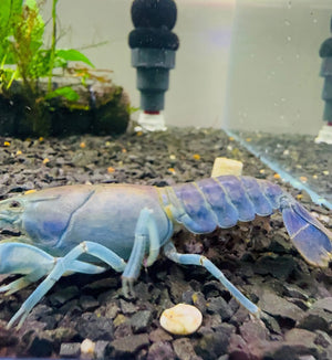 Yabbie – Blue Claw Yabby / Crayfish 8-10cm Micro Aquatic Shop