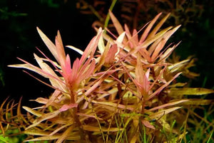Ammania Gracilis - Red Pink Ammania Micro Aquatic Shop