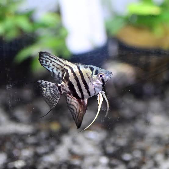 Angel Fish - Blue Zebra Angel