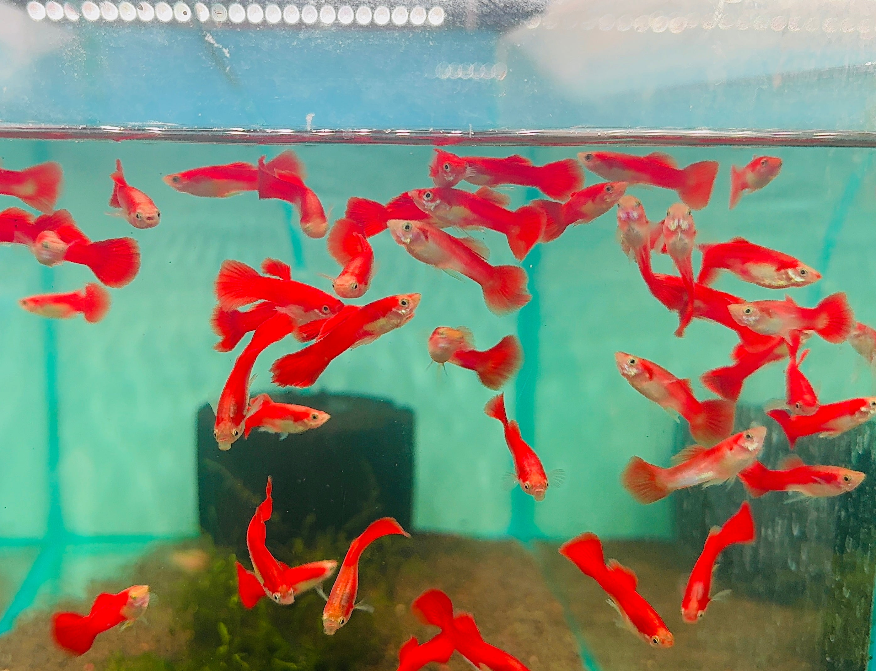 Guppy -Flamingo Red Male