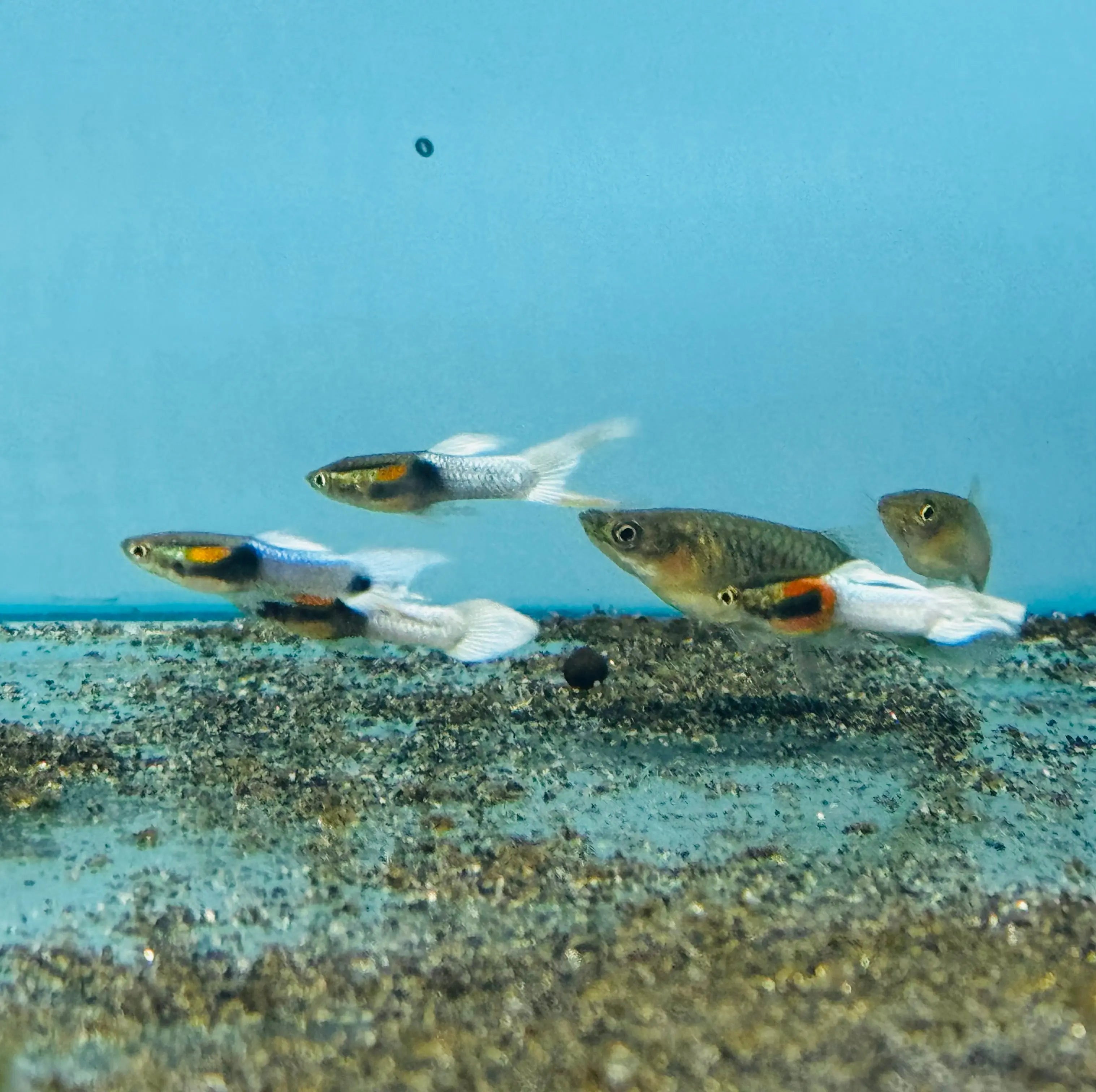 Endler - Pastel Blue / Opal Blue Micro Aquatic Shop