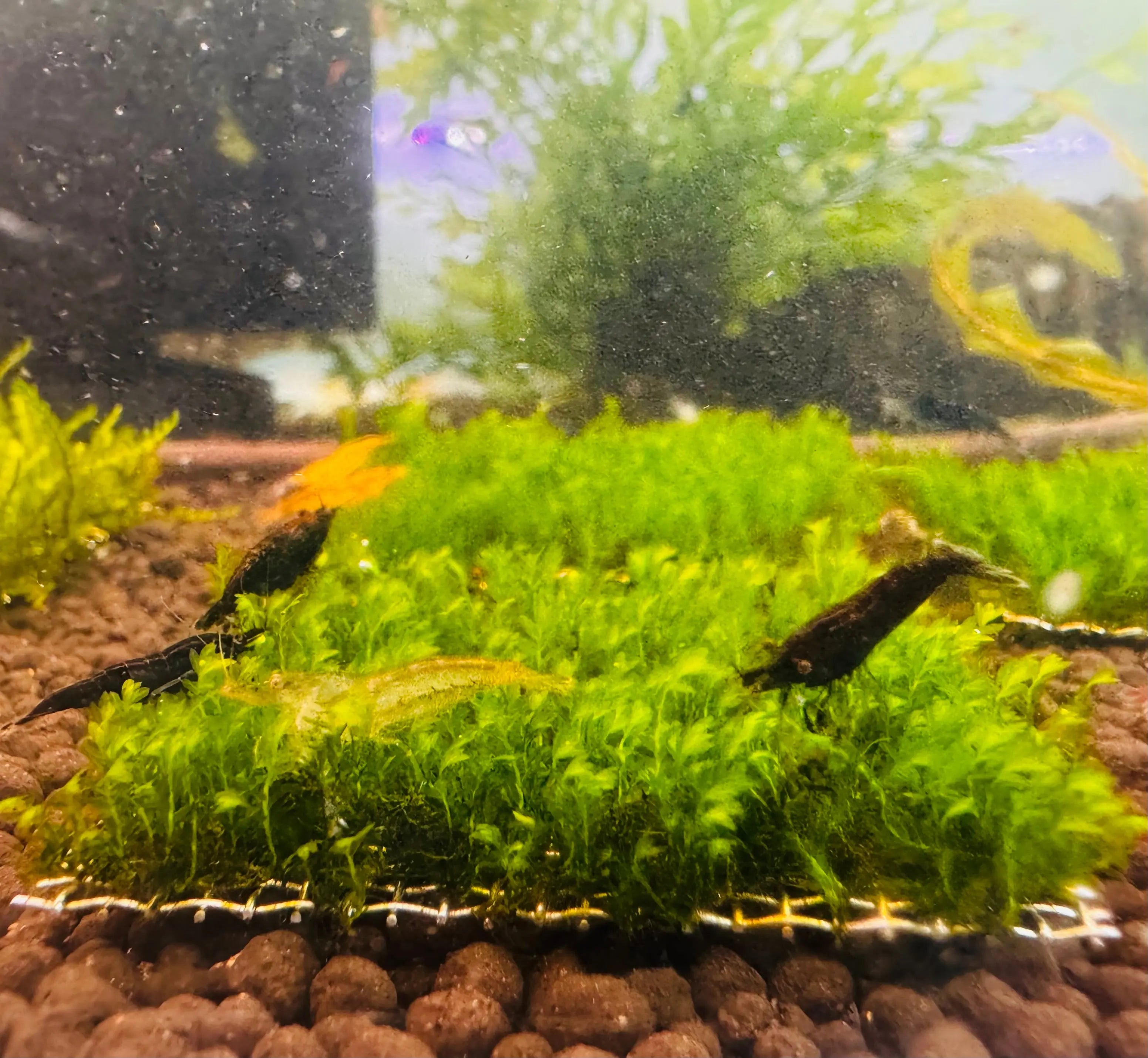 Moss- Native Fissidens Micro Aquatic Shop