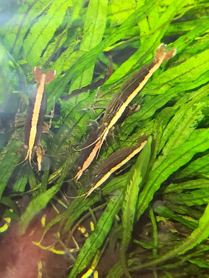 Australian Riffle Shrimp - Filter Shrimp (ULTRA RARE) Micro Aquatic Shop