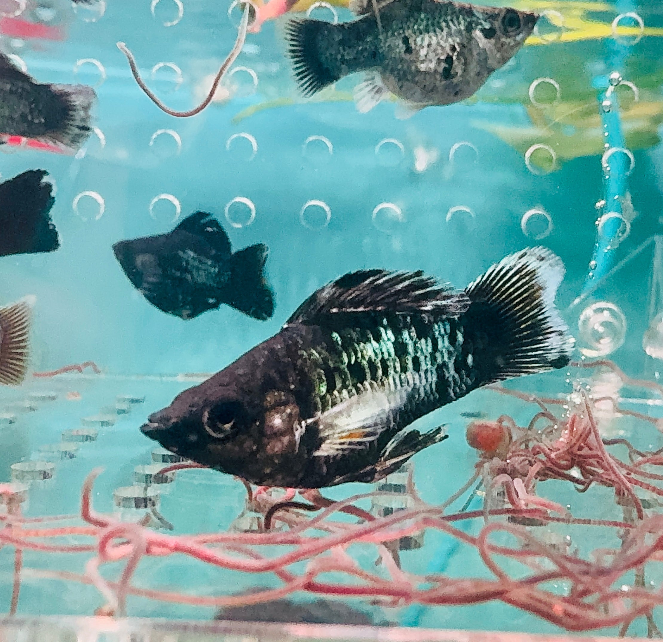 Mollies – Blue Metalic Balloon 3cm Micro Aquatic Shop