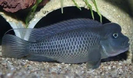 African Cichlid – Lion Head Cutie 6cm Micro Aquatic Shop