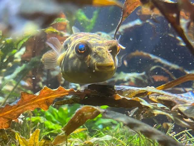 Fahaka Puffer 3cm Micro Aquatic Shop