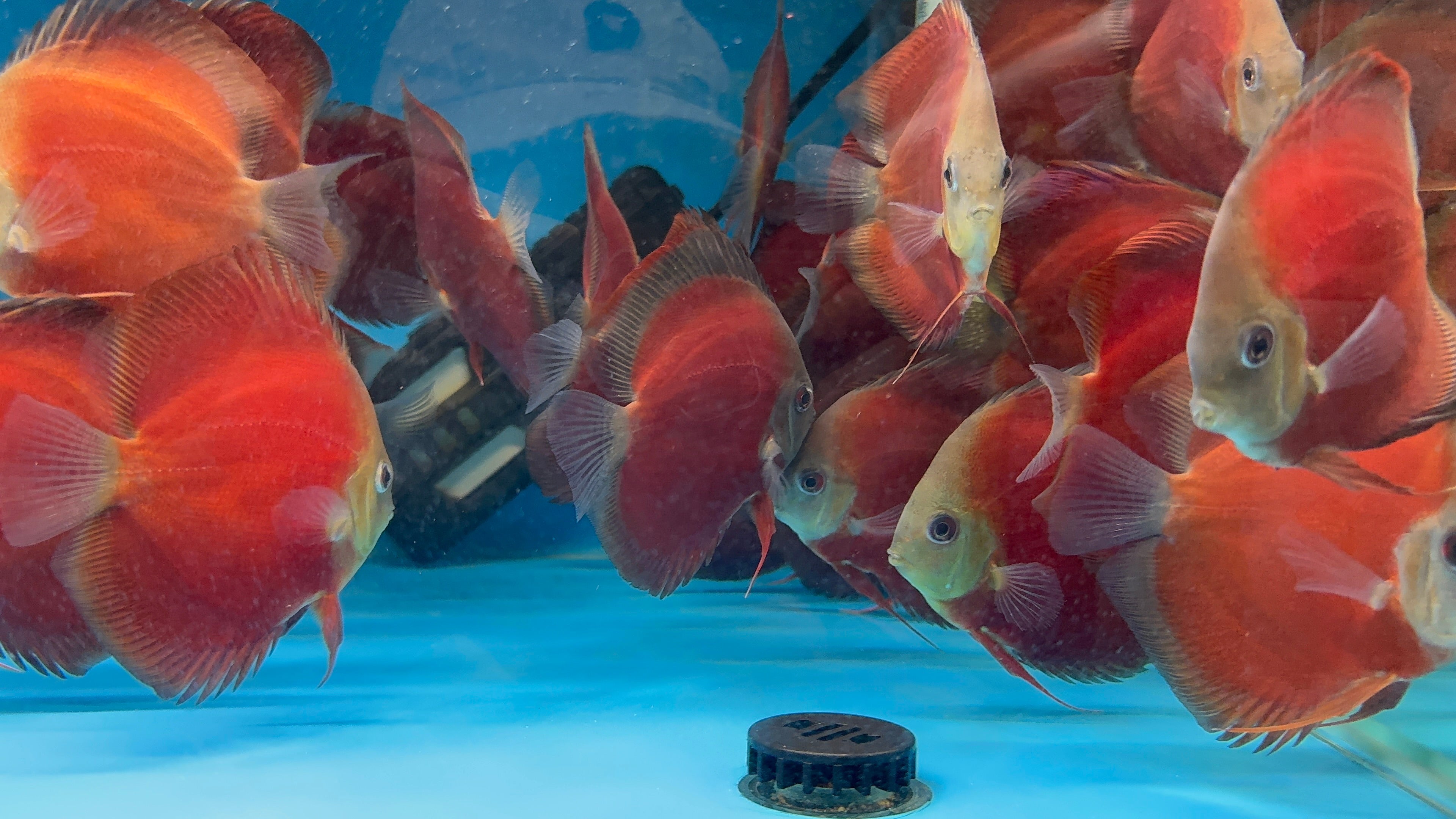 Discus - Red Melon 7cm Nice Micro Aquatic Shop