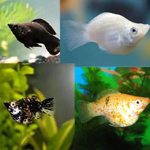 Molly – Assorted Balloon Molly 3cm Micro Aquatic Shop