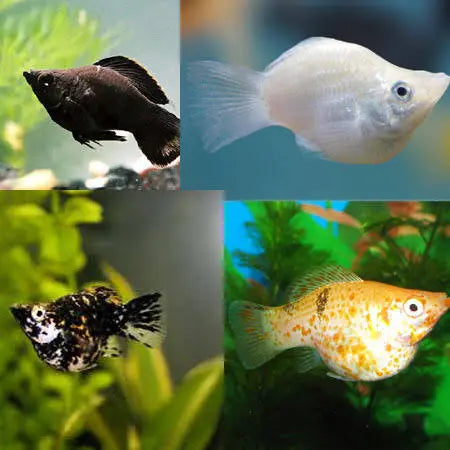 Molly – Assorted Balloon Molly 3cm Micro Aquatic Shop