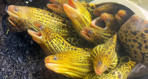 Fresh water - Tiger Eel Show Big Micro Aquatic Shop