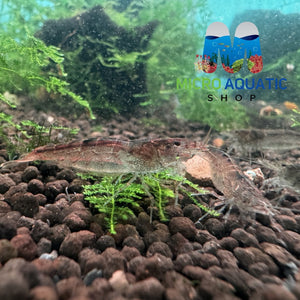 Australian Amano Shrimp (ULTRA RARE) Micro Aquatic Shop