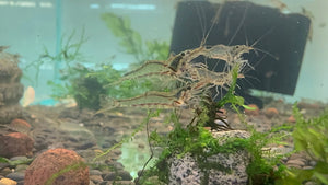 NQ Algae Eating Shrimp Micro Aquatic Shop