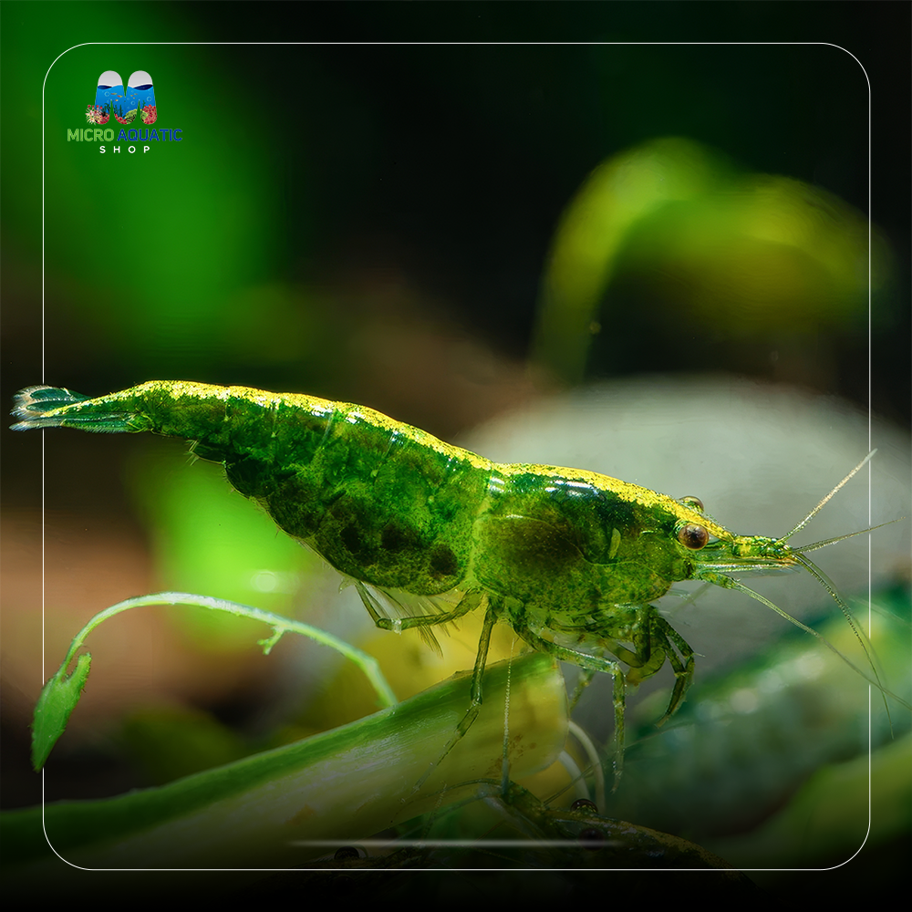 Emerald Green Cherry Shrimp - Rare
