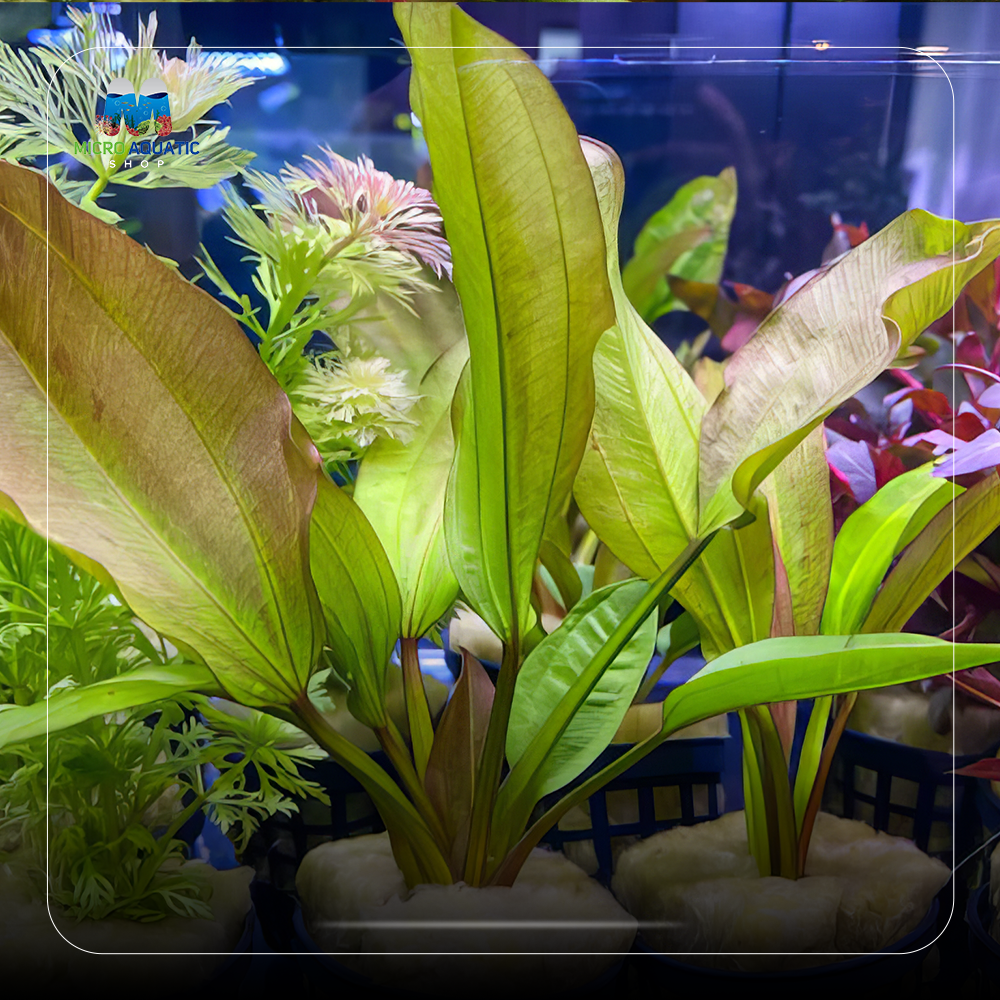 Echinodorus amazon 'AC Sunrise'