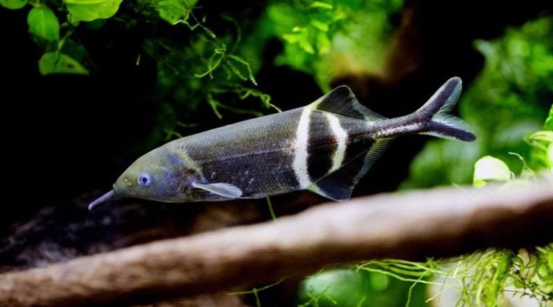 Elephant Nose Fish - FRESH WATER DOLPHIN 8CM Micro Aquatic Shop