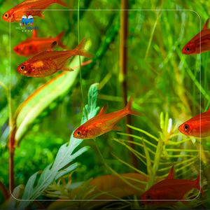 Ember Tetra 2cm - Hardy Nano Schooling Fish Micro Aquatic Shop
