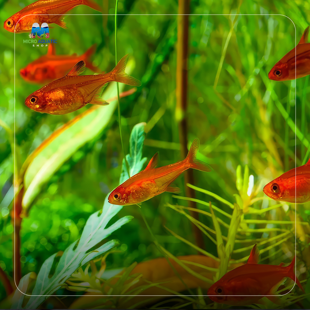 Tetra - Ember 2cm Micro Aquatic Shop