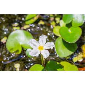Banana Lily - Nymphoides Aquatica Micro Aquatic Shop
