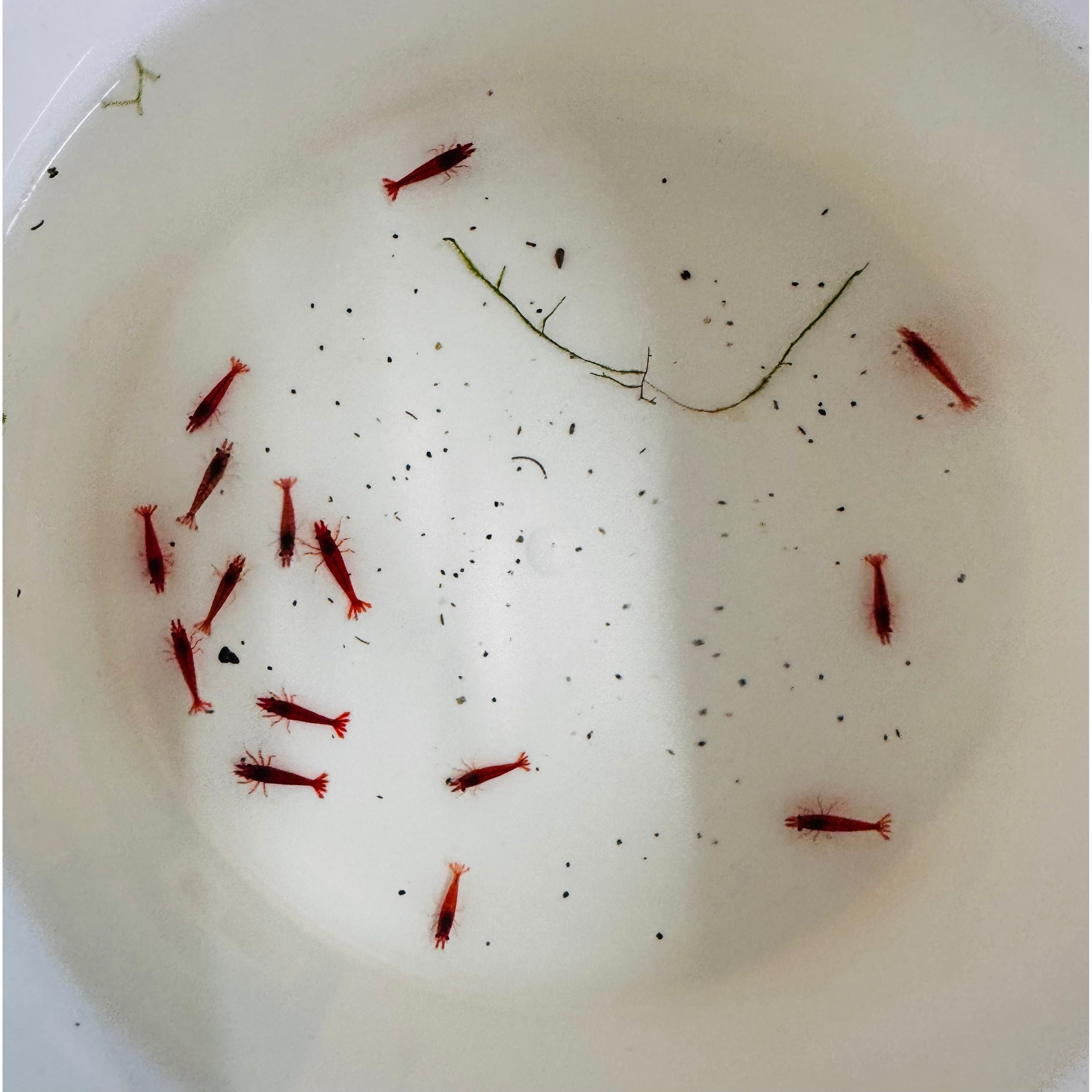 30% SAVE Bloody Mary Cherry Shrimp Starter Bundle Micro Aquatic Shop