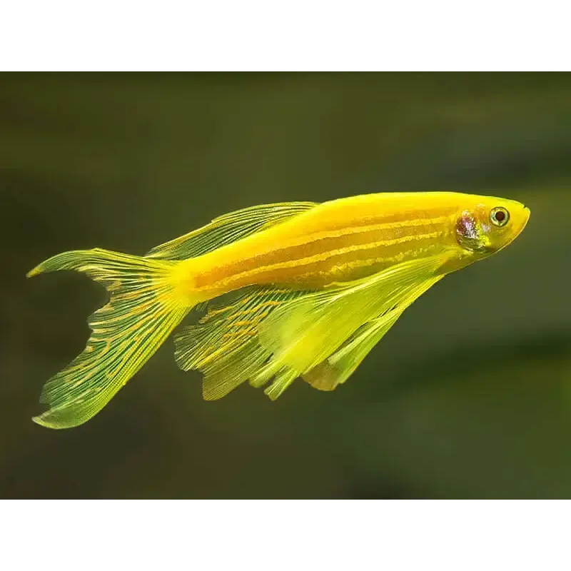 Danio - Gold Zebra Longfin 3cm Micro Aquatic Shop
