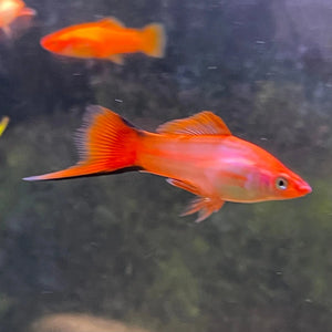 Swordtail - Pink Blushing Cheek (Xiphophorous hellerii) Micro Aquatic Shop