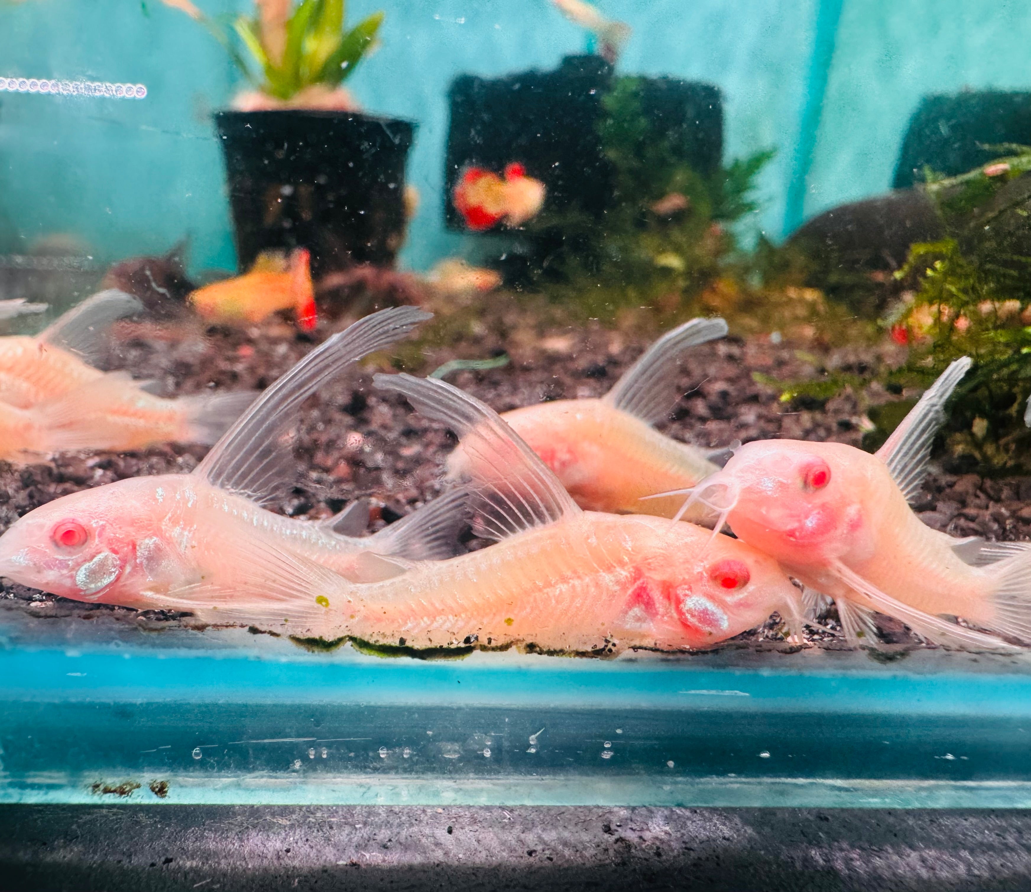 Corydoras - Peppered Albino Hifin Micro Aquatic Shop