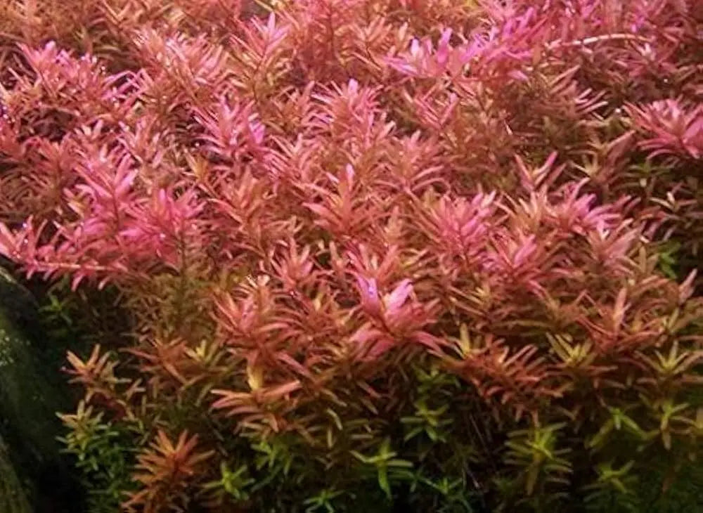 Rotala rotundifolia - Pink Baby Tear Micro Aquatic Shop