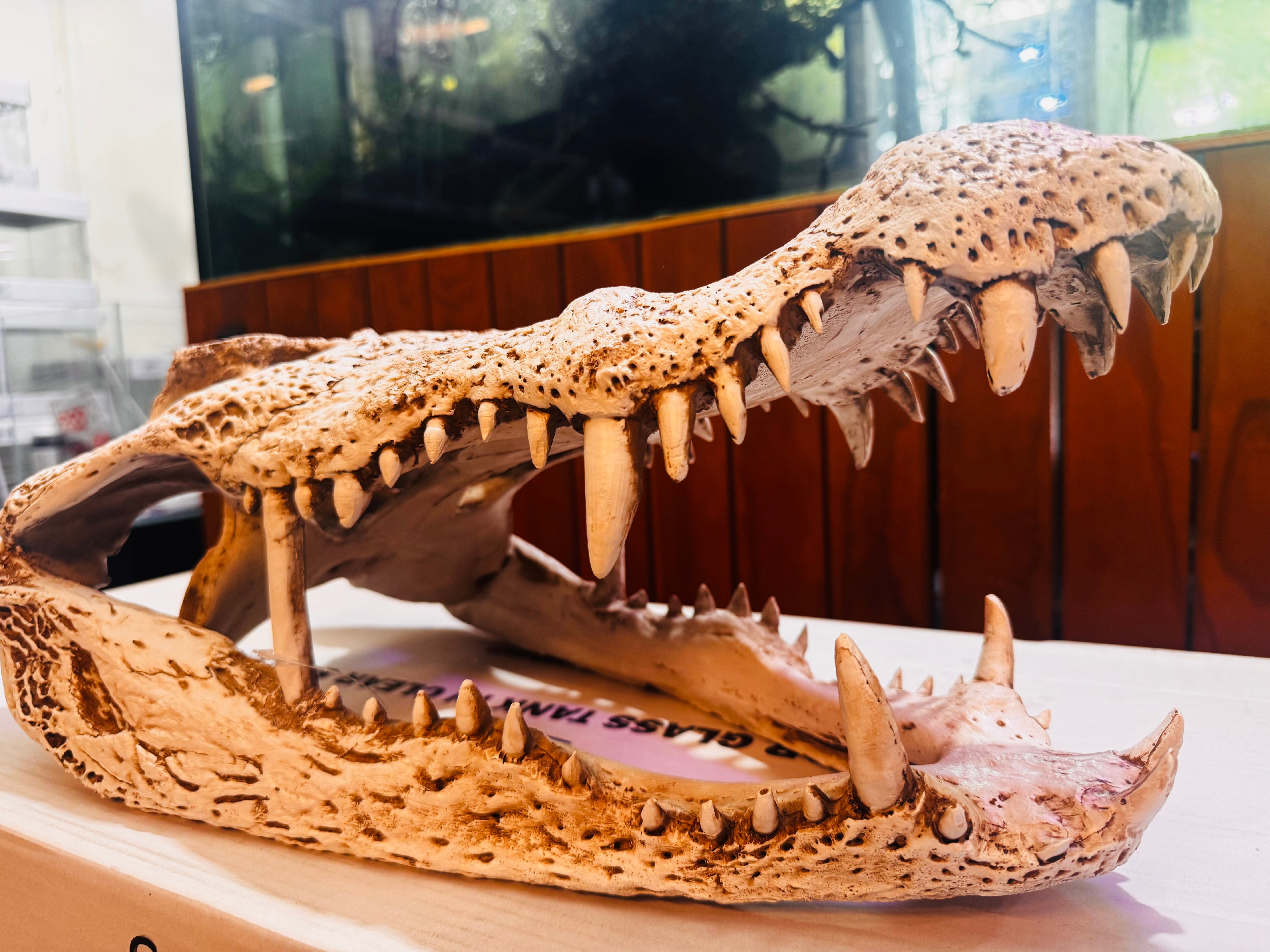 Alligator Skull - Resin Ornament