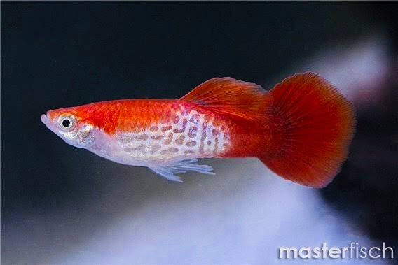 Guppy - Red Cobra Micro Aquatic Shop