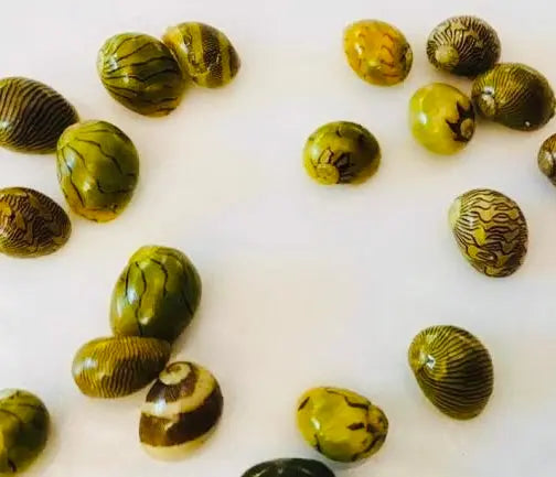 Native Algae Eater Package Special Micro Aquatic Shop