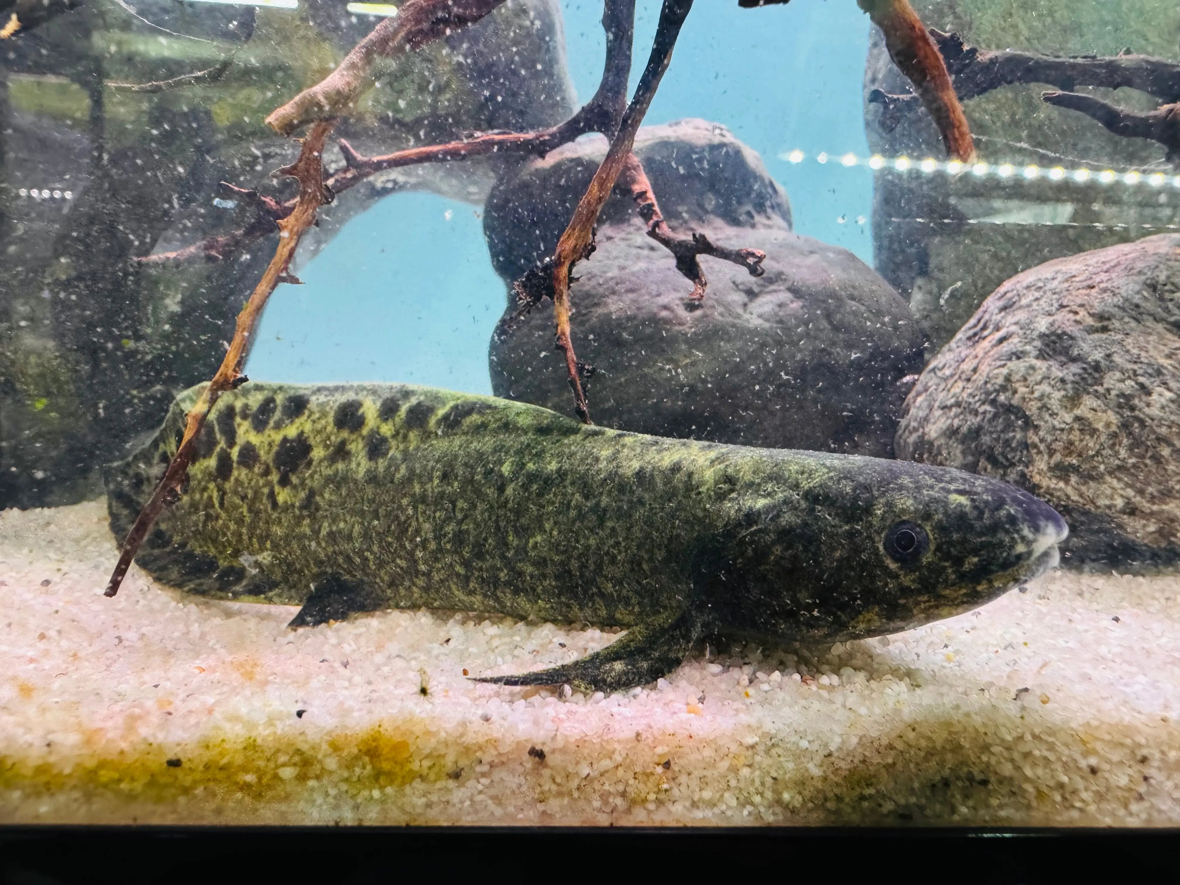 Microchipped - Certificated Australian Lung Fish 12-15cm Last One Micro Aquatic Shop