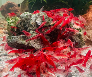 30% SAVE Red Cherry Shrimp Starter Bundle Micro Aquatic Shop
