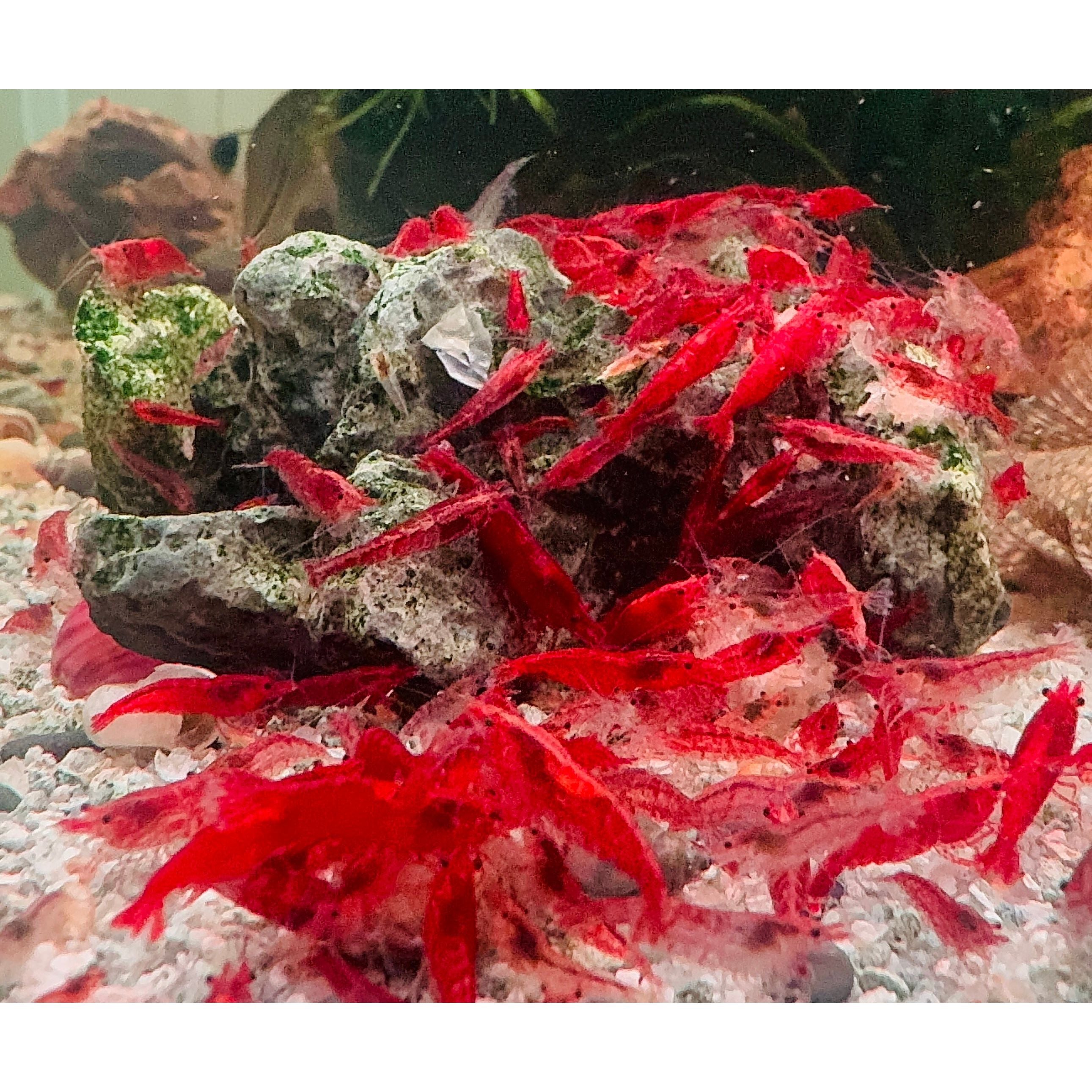 30% SAVE Red Cherry Shrimp Starter Bundle Micro Aquatic Shop