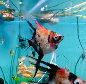 Angel Fish - German Red Devil Angel Rare 5cm Micro Aquatic Shop
