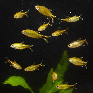 Silver Tip Tetra 2-3cm Micro Aquatic Shop