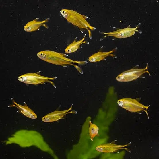 Silver Tip Tetra 2-3cm Micro Aquatic Shop