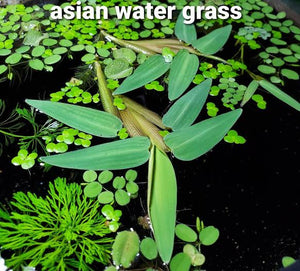 Hygroryza aristata - Floating Water Bamboo Micro Aquatic Shop