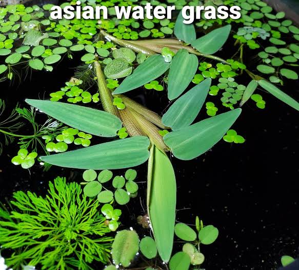 Hygroryza aristata - Floating Water Bamboo Micro Aquatic Shop