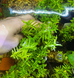 Buy 3 Get 1 Free Aquarium Plants Bundle Micro Aquatic Shop