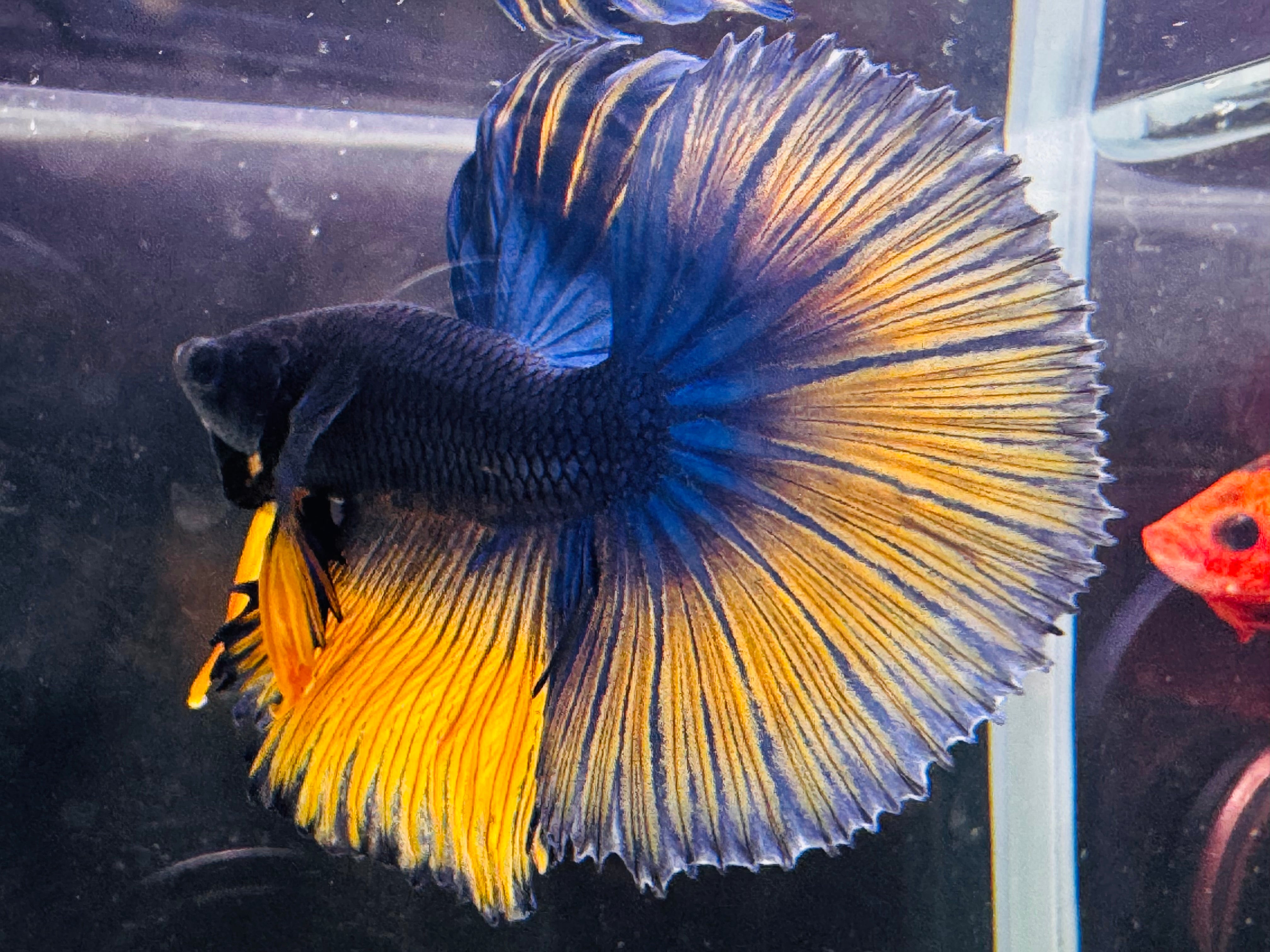 Betta Male - A Grade Half Moon Mustard Show M1