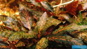 Rare Cryptocoryne Nurii Rosen Maiden Micro Aquatic Shop